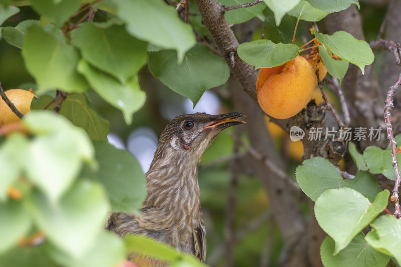 红荆棘鸟（Anthochaera carunculata）